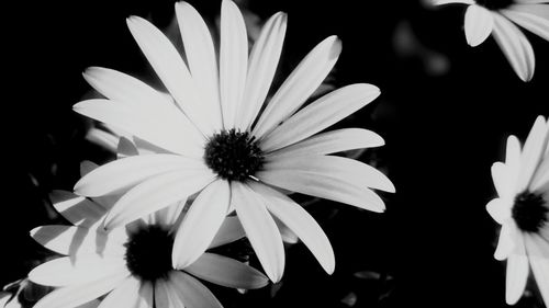 Close-up of osteospermum blooming against black background