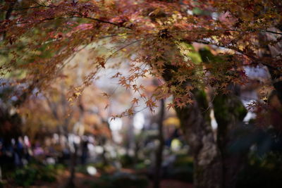 Close-up of cherry blossom tree