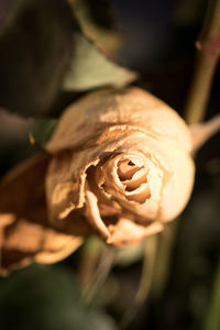 Close-up of hand holding fresh flower