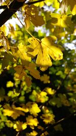 Close-up of yellow leaves against blurred background