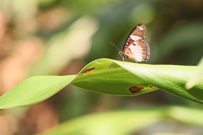 Butterfly on leaf