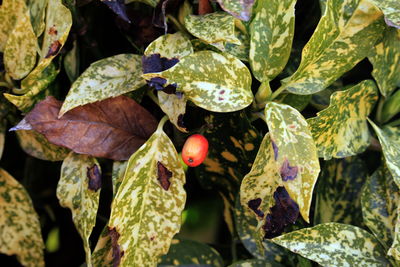leaf