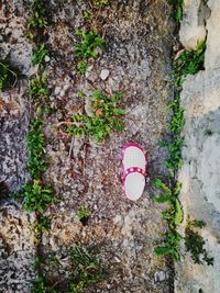 Close-up of plants growing on tree trunk