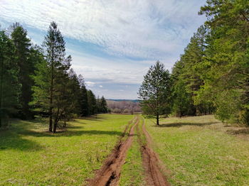 Road to the village from the forest between green pines against the blue sky on a sunny day