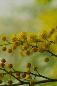 Close-up of yellow flowers against blurred background