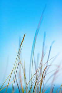 Low angle view of plants against blue sky