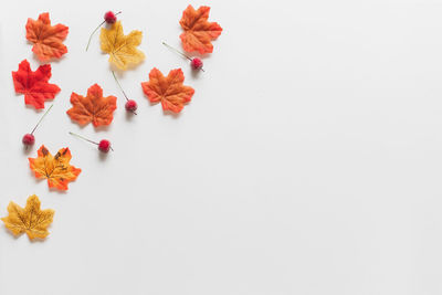 High angle view of flowering plant over white background