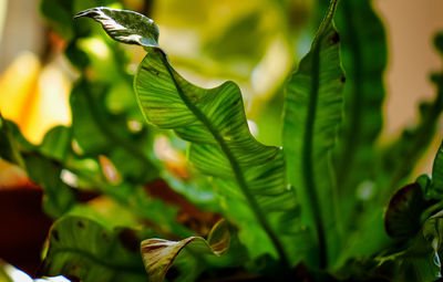 Green leaves of an indoor house plant in the afternoon light