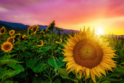Close-up of sunflower on field against sky at sunset