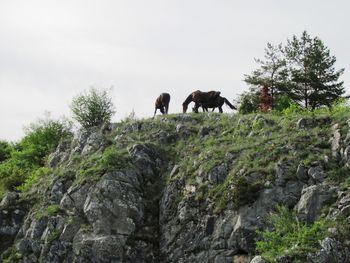 Horses in a field