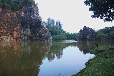 Reflection of trees in water