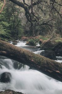 Scenic view of waterfall in forest