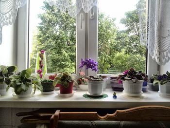 Potted plants on window sill