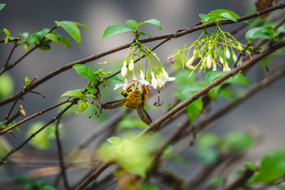 Close-up of butterfly pollinating on flower