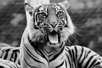 Close-up portrait of tiger