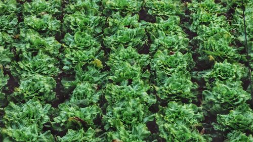 Full frame shot of fresh green plants