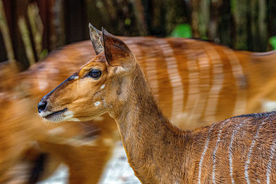 Close-up of deer looking away