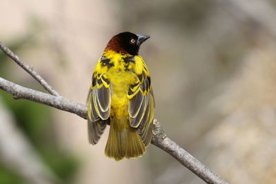 Weaver bird