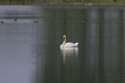 Swan swimming in lake