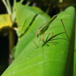 Close-up of insect on leaf