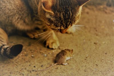 Close-up of cat and mouse