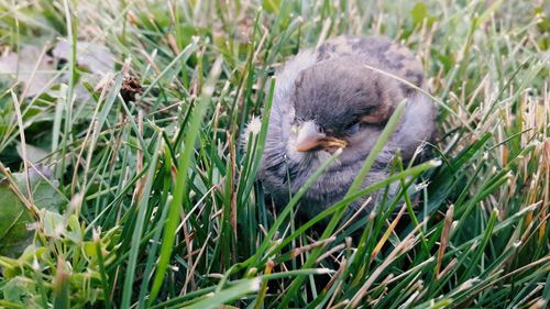 View of a bird on field