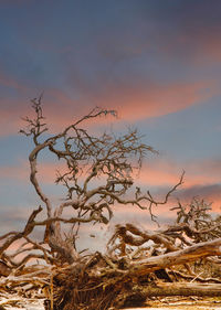 Close-up of bare tree against sky during sunset