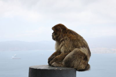 Monkey looking away on mountain against sky