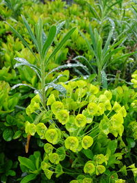 Close-up of raindrops on plant