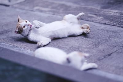 High angle view of cats relaxing on footpath