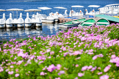 Pink flowering plants by sea