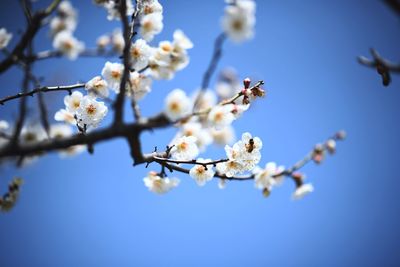 Low angle view of apple blossoms in spring