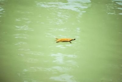 Close-up of bird in water