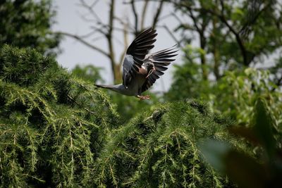 Low angle view of bird flying