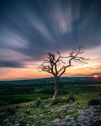 Bare tree on field against sky during sunset