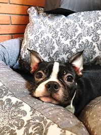 Close-up portrait of dog sitting on bed