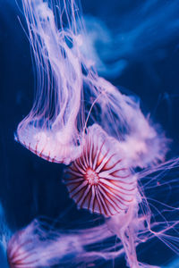 Close-up of jellyfish in sea