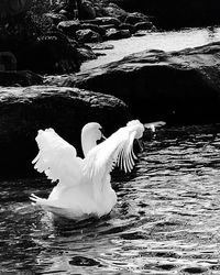 View of swan swimming in lake