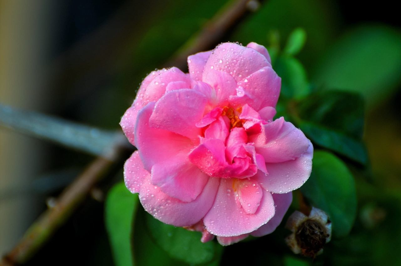 flower, flowering plant, plant, pink, beauty in nature, freshness, macro photography, blossom, close-up, petal, inflorescence, flower head, fragility, nature, growth, no people, focus on foreground, camellia sasanqua, outdoors, leaf, rose, water, plant part, springtime, drop, wet, botany, shrub