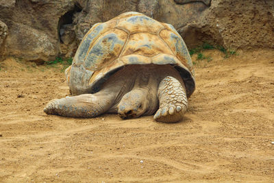 View of a turtle in the beach