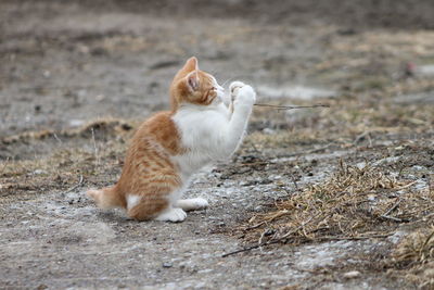 Cat on ground