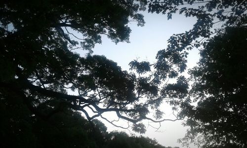 Low angle view of silhouette trees against sky