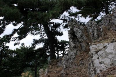 Low angle view of trees in the forest