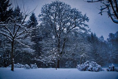 Trees on snow covered landscape