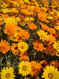 High angle view of yellow flowering plants on field