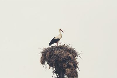 Low angle view of bird perching on tree