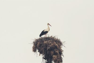 Low angle view of a stork perching on bird's nest
