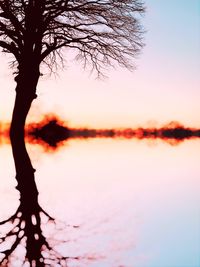 Silhouette tree by lake against sky during sunset