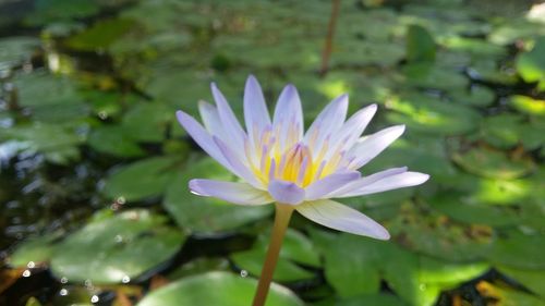 Close-up of lotus water lily in pond