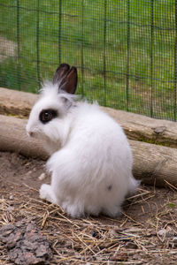 Adorable white bunny with a black spot on the eye while washing